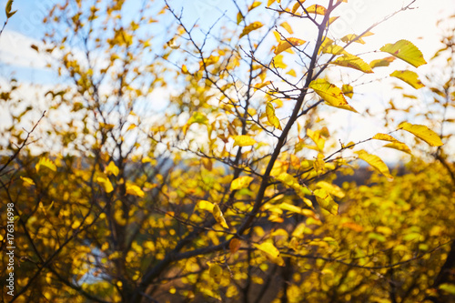 Tree with yellow leaves in bright autumnal landscape.