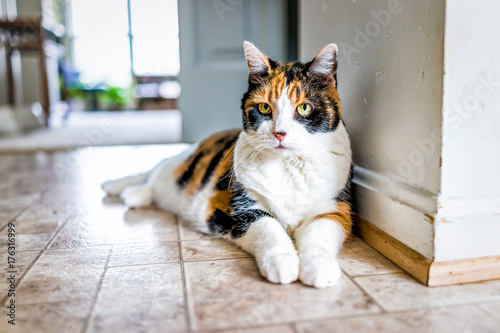Closeup portrait of old calico cat lying down by kitchen on tiled floor in home, house, apartment