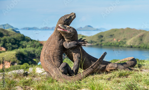 The Fighting Comodo dragon (Varanus komodoensis) for domination. It is the biggest living lizard in the world. Island Rinca. Indonesia.