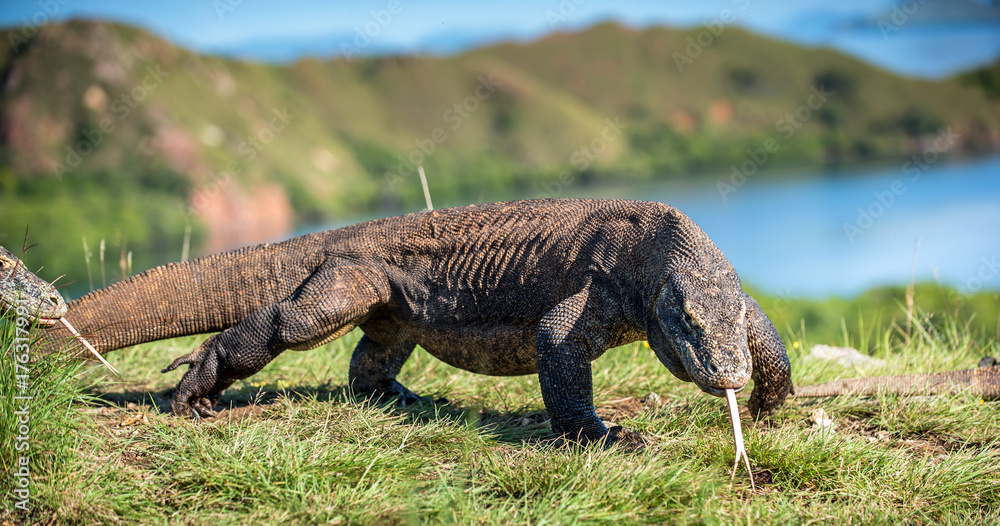 Naklejka premium Komodo dragon ( Varanus komodoensis ) with the forked tongue sniff air. Biggest in the world living lizard in natural habitat. Island Rinca. Indonesia.