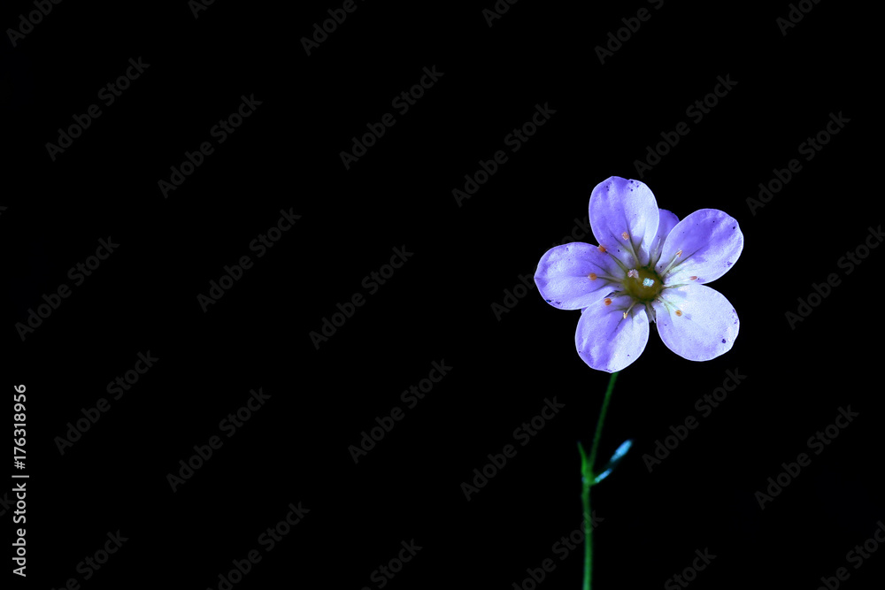 A small purple flower on black background