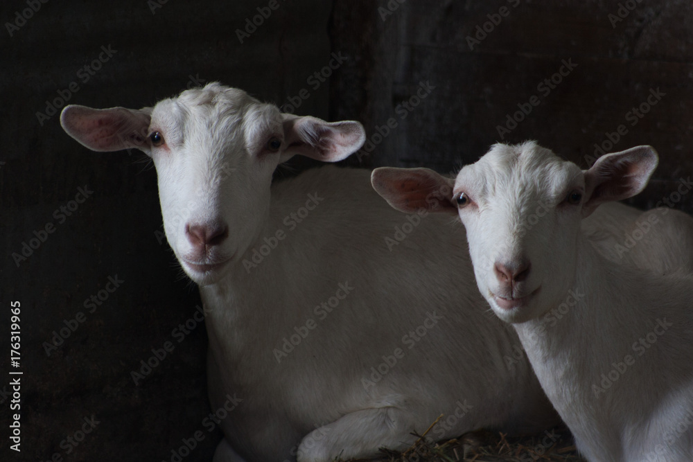 Fototapeta premium Pure White Goats Relaxing In Barn On A Farm In The Fall In The Midwest