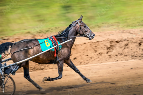 race horse in run. A horse with a stroller runs along the track of the racetrack