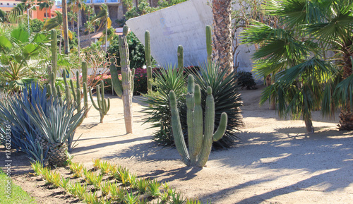 cactus garden  photo