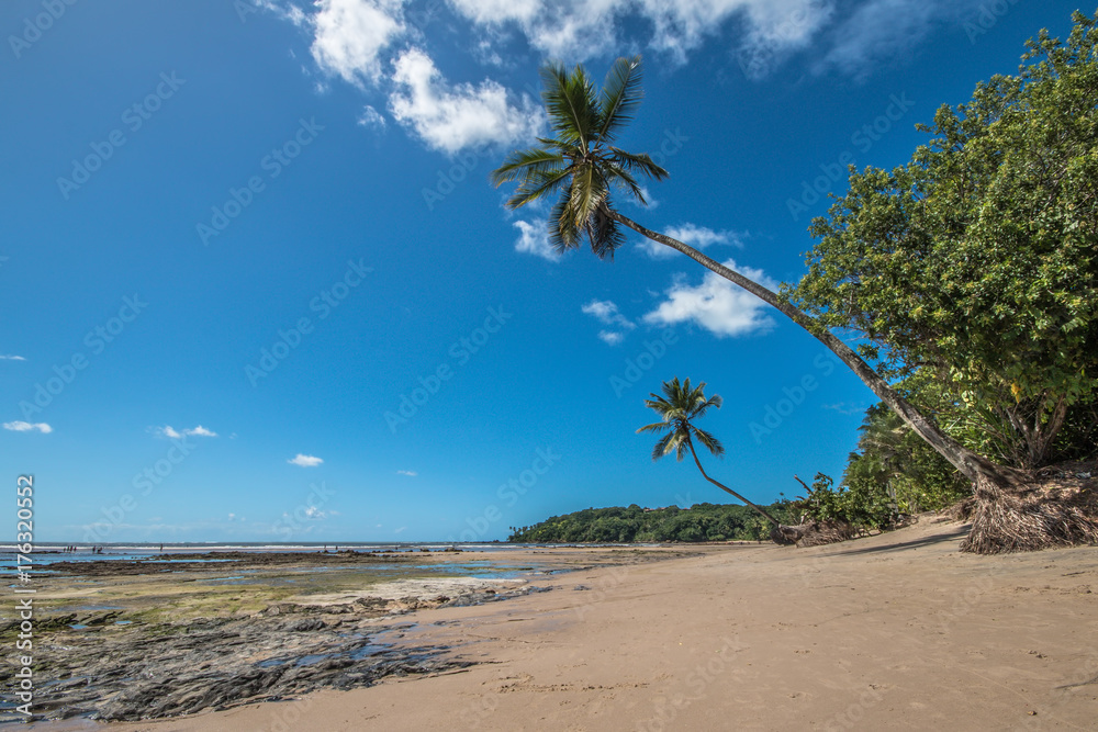 Beach with coconut palms on tropical island - Boipeba Bahia