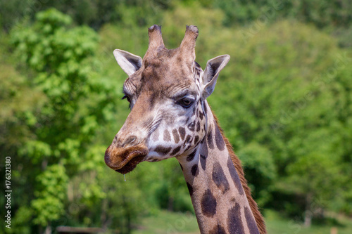 Giraffe head © Mike Wiering