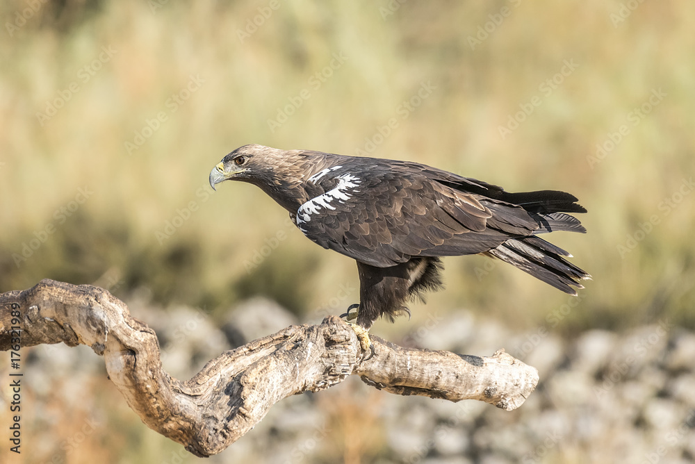 Obraz premium spanish imperial eagle