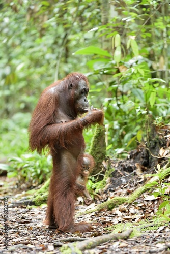 Mother orangutan and cub in a natural habitat. Bornean orangutan (Pongo pygmaeus wurmmbii) in the wild nature. Rainforest of Island Borneo. Indonesia. 