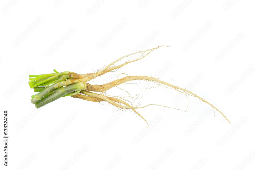 Fototapeta premium Close up Coriander roots isolated on white background