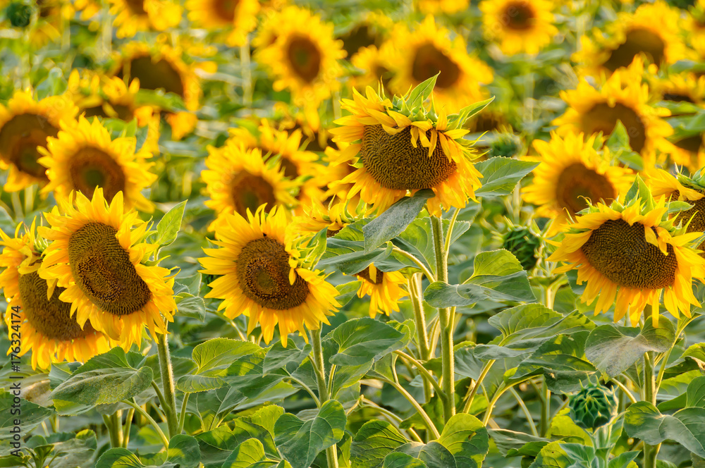 Blooming sunflowers between Bekesszentandras and Szarvas, Hungary Blooming sunflowers between Bekesszentandras and Szarvas, Hungary