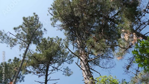 Foresta mediterranea di pini marittimi in Toscana photo