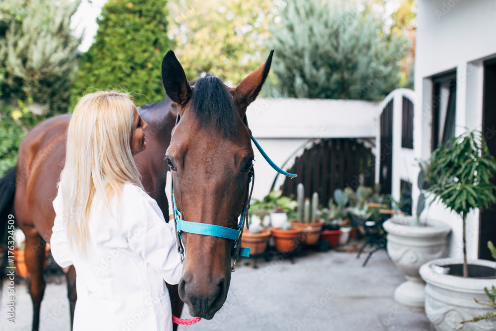 Fototapeta premium Veterinarian examining horse outdoors at ranch. 