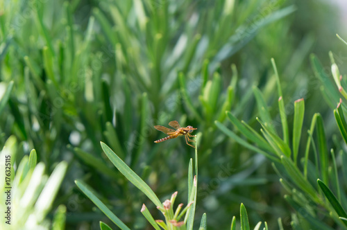 brown Pantala Flavescens Wandering Glider Dragonfly 