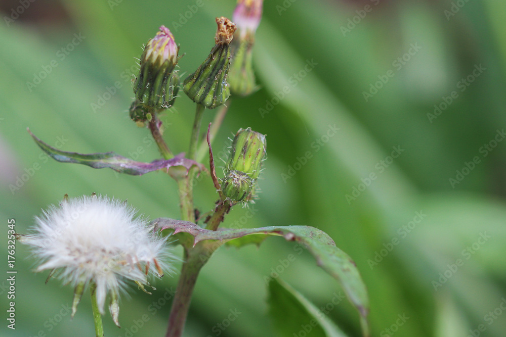 close-up of partially-opened Dandelion (Taraxacum) flower buds close-up of partially-opened Dandelion (Taraxacum) flower buds