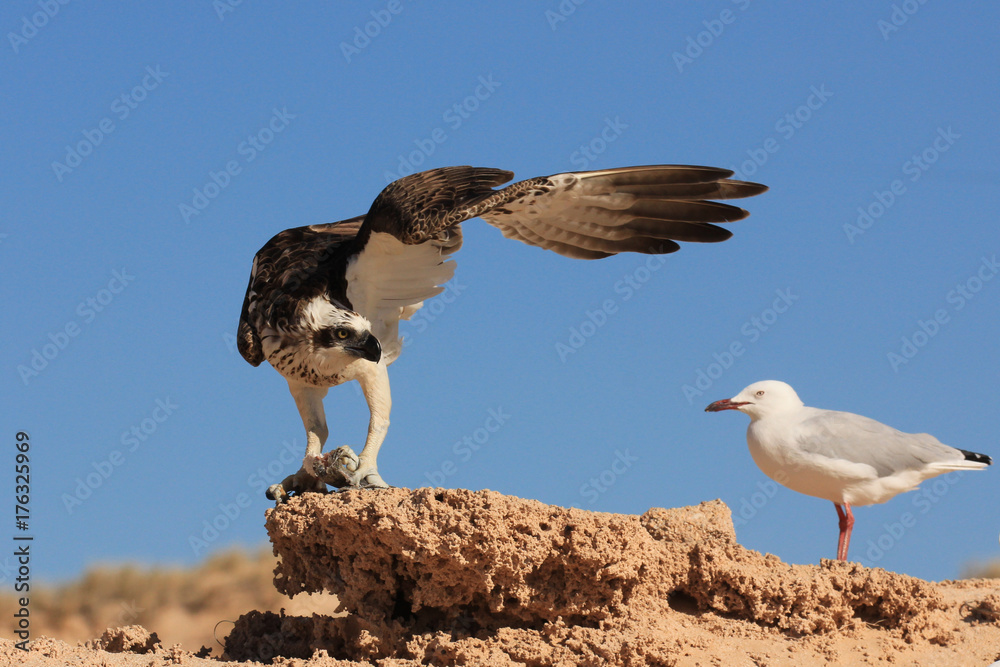 Osprey fights off seagulls trying to steal it's fish Osprey fights off seagulls trying to steal it's fish