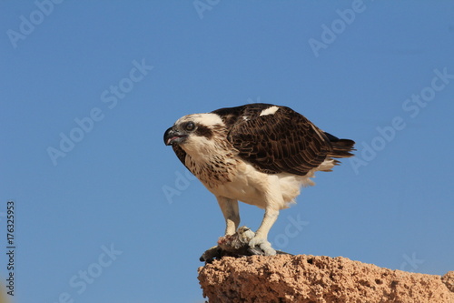 Osprey eating fish