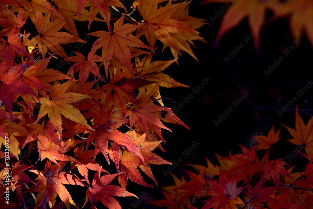 モミジの紅葉
