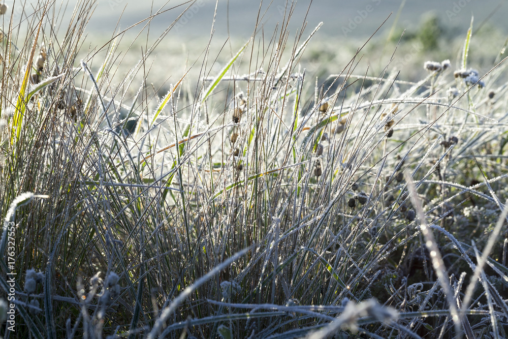 green grass in the frost green grass in the frost