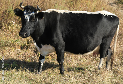 Fototapeta Naklejka Na Ścianę i Meble -  cow in autumn field