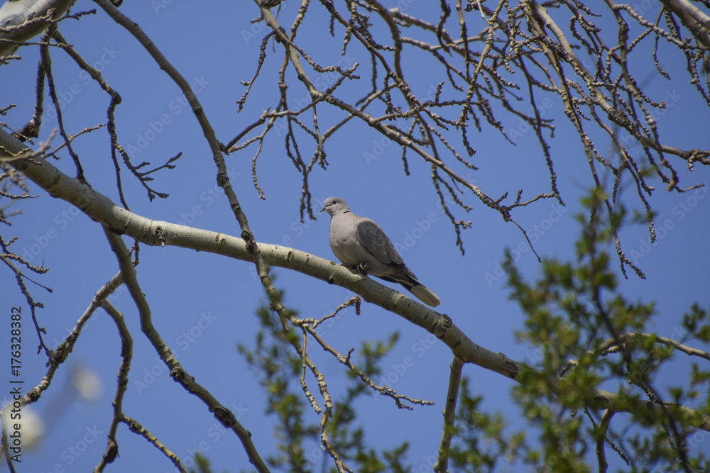 Turtledove on a branch of a silver poplar Turtledove on a branch of a silver poplar