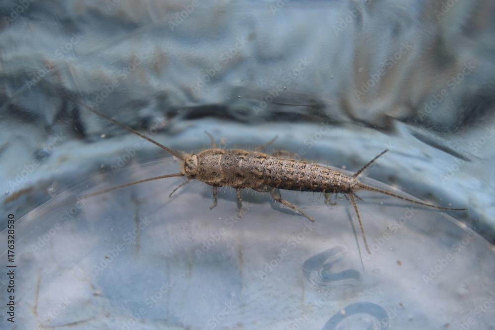 Obraz premium Insect feeding on paper - silverfish