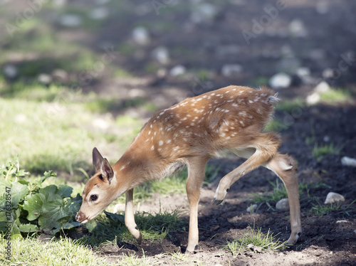 White-tailed deer fawn