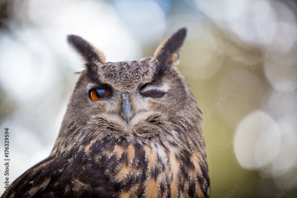 Eurasian Eagle Owl