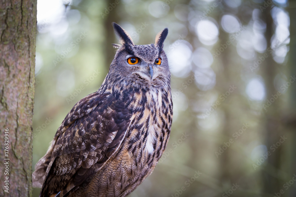Obraz premium Eurasian Eagle Owl