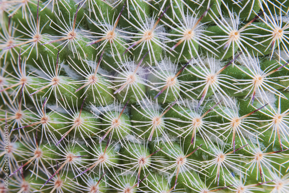 Obraz premium Cactus Spikes Nature Houseplant Background