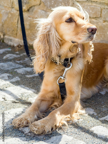 Hund an der Leine photo