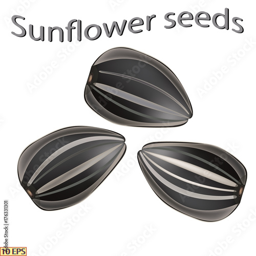 Sunflower seeds. Vector illustration. Sunflower seeds isolated on white background. 