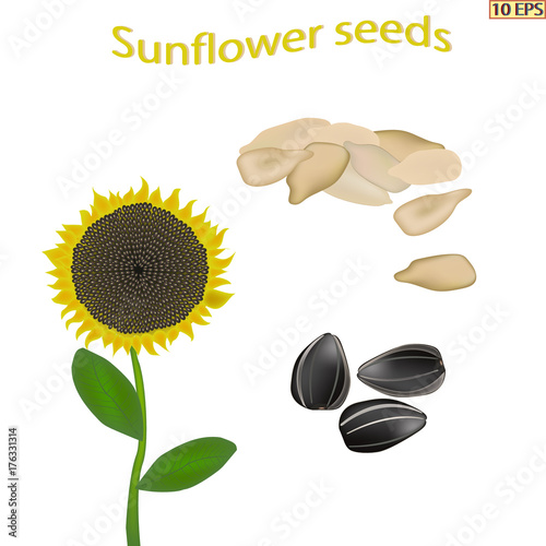 Sunflower seeds. Vector illustration. Sunflower seeds isolated on white background.  