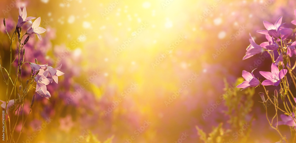 Obraz premium Summer natural background with flowers bells in the sun