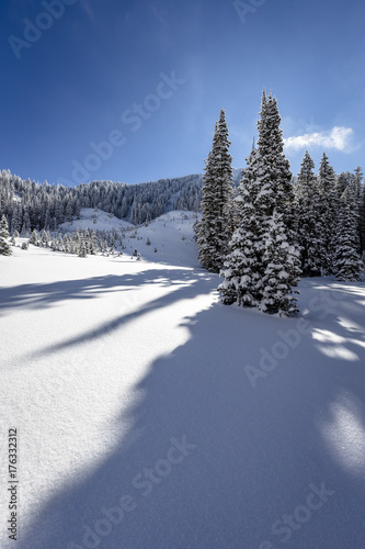 Snowy Meadow © Taylor