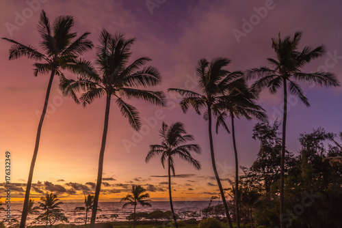 Sunrise Palm Trees