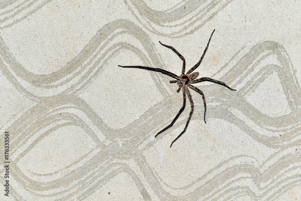 spider missing one leg on cement wall after fighting spider missing one leg on cement wall after fighting