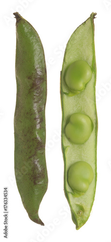 Broad bean pods, Vicia faba isolated on white background photo