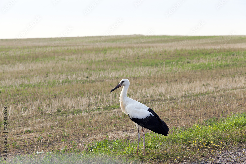 bird on the field bird on the field