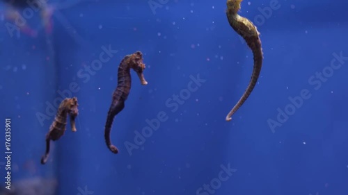 Hippocampus guttulatus, commonly known as long-snouted seahorse stock footage video