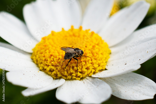 Insect and Daisy