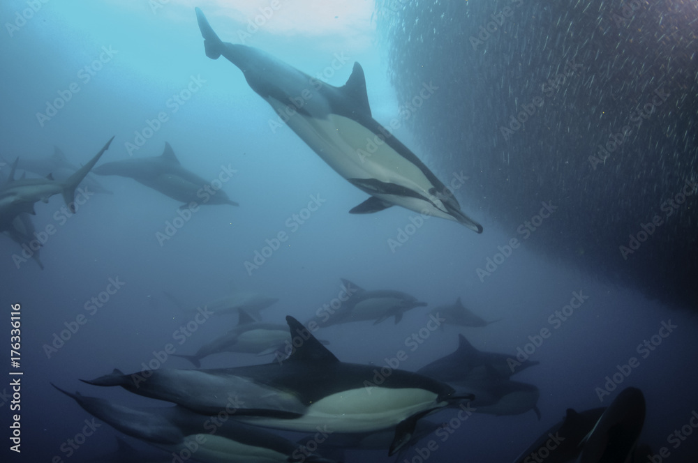 Common dolphins rounding up sardines into a bait ball so they can feed on them. Image was taken during the annual sardine run off the east coast of South Africa.