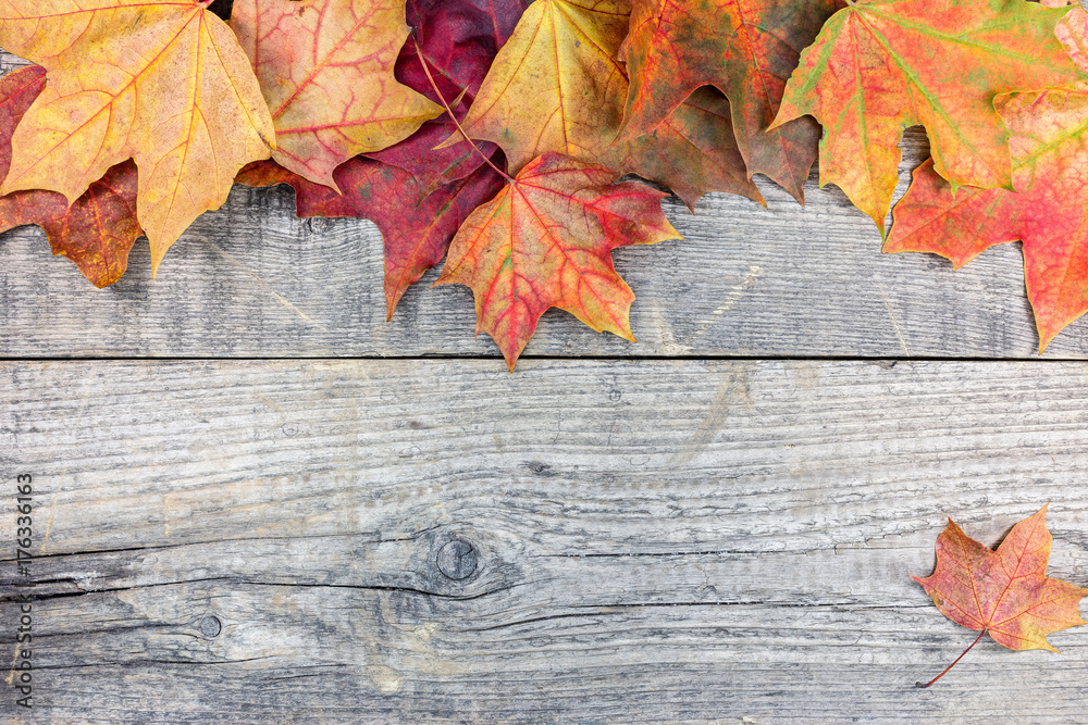 vibrant dry autumnal maple leaves on gray grunge wooden boards background vibrant dry autumnal maple leaves on gray grunge wooden boards background