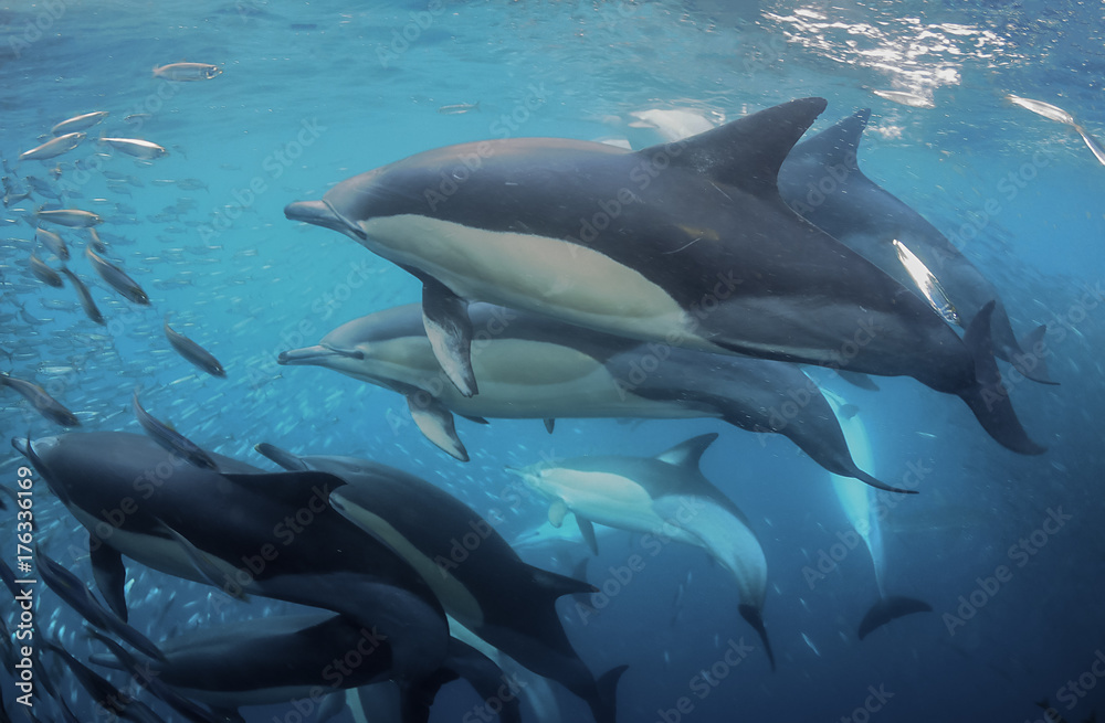 Obraz premium Common dolphins rounding up sardines into a bait ball so they can feed on them. Image was taken during the annual sardine run off the east coast of South Africa.