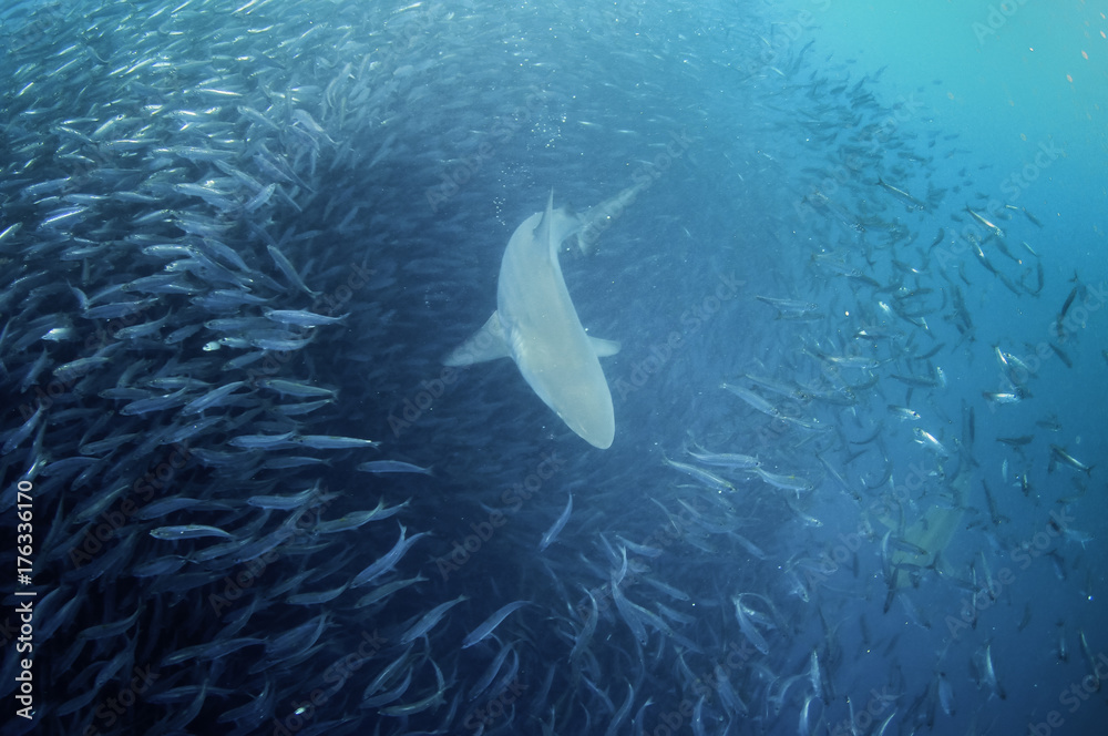 South African underwater images of gigantic bait ball