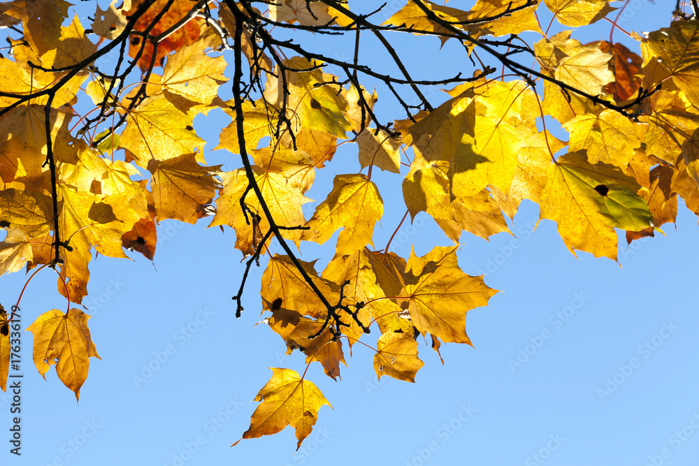 Obraz premium trees in autumn, close-up