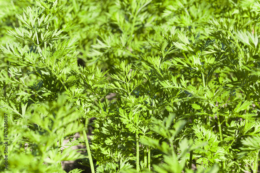 green leaves of carrots green leaves of carrots