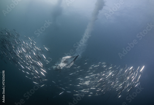 Cape gannets diving into a sardine bait ball to feed. Image was taken during the sardine run off the east coast of South Africa.