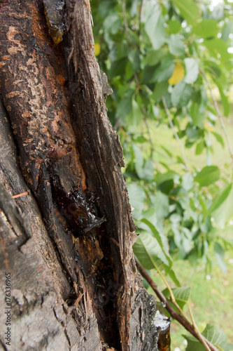 Bark of an old tree