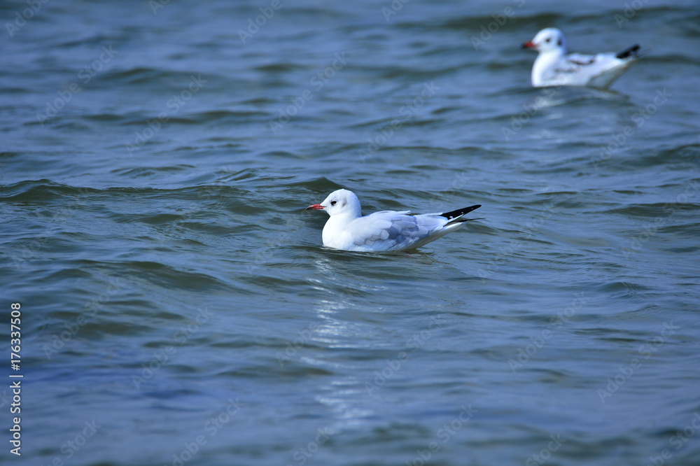 Fototapeta premium The sea bird