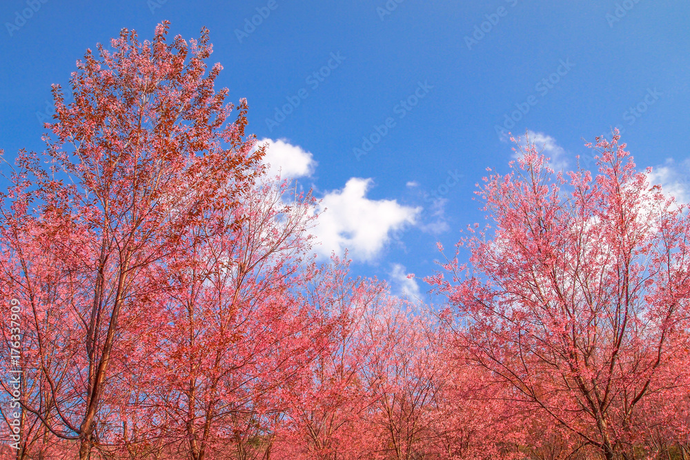 cherry blossom full bloom in winter season with blue sky background. cherry blossom full bloom in winter season with blue sky background.